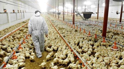 为防止禽流感蔓延,孟加拉国无限期禁止从印度进口禽蛋产品