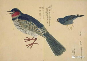 这日本 禽谱 太震憾了 131种禽类,描绘细致入微,精彩绝伦