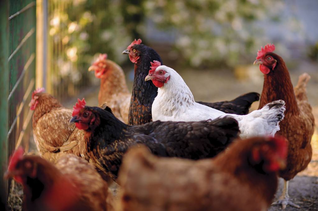 福州厦门将逐步取消活禽交易 全面推行禽产品冰鲜上市